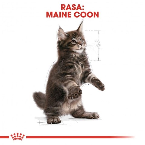 ROYAL CANIN Maine Coon Kitten 10kg ROYAL CANIN Maine Coon Kitten 10kg