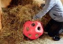 KERBL Piłka Do Zabawy Dla Koni HeuBoy